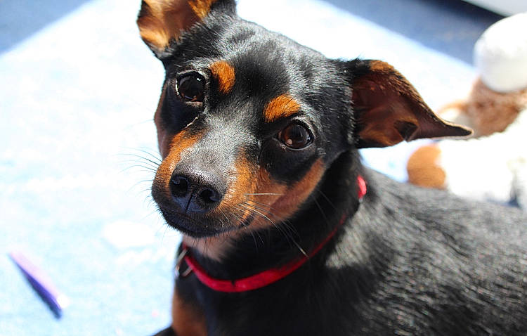Luci is registered to the contest to win money with this photo: canidae, carnivore, collar, companion_dog, dog, dog_breed, ear, fawn, fur, guard_dog, paw, pinscher, prazsky_krysarik, puppy, snout, sporting_group, toy_dog, whiskers, working_animal, working_dog