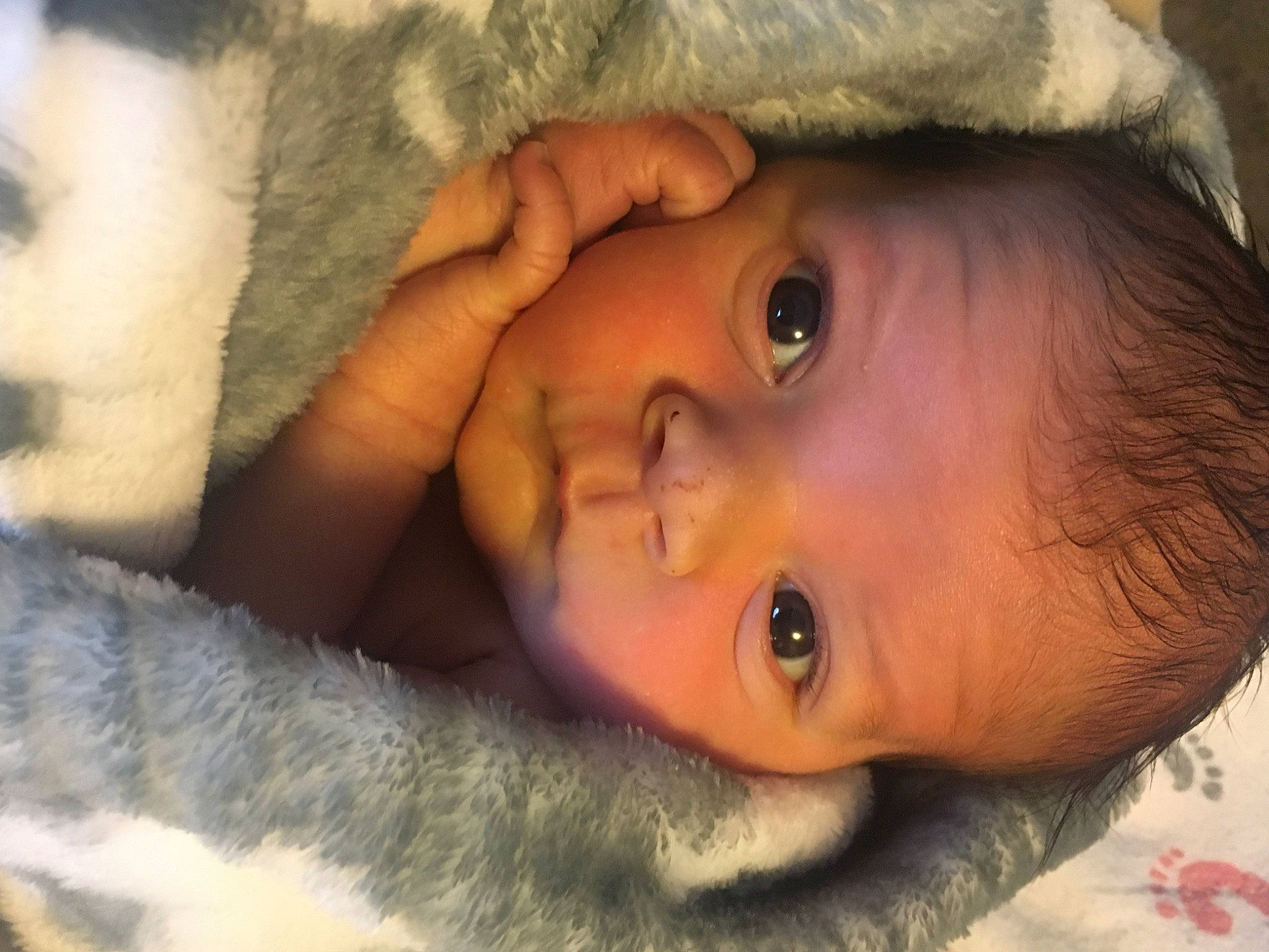 Sterling joined the competition — help win amazing prizes! cheek, chin, ear, eye, eyebrow, eyelash, face, forehead, hair, hairstyle, happy, head, iris, lip, mammal, mouth, nose, person, skin, tree