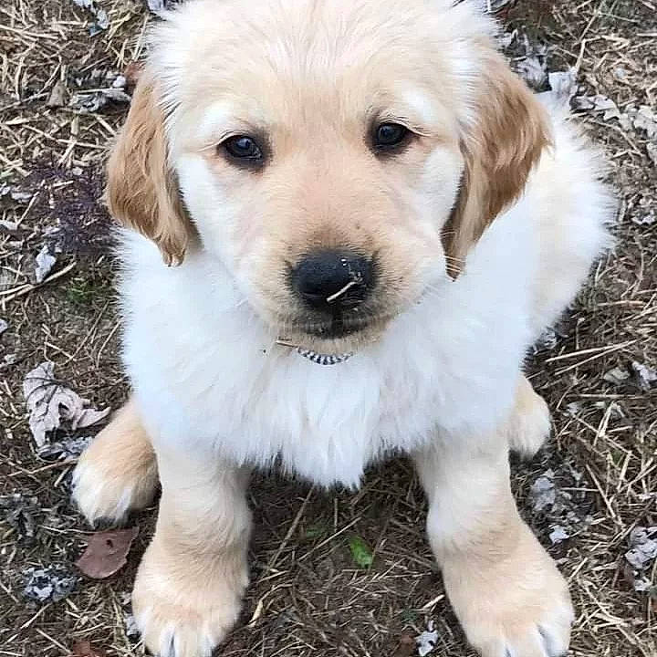 Mr Wayne is registered to the contest to win money with this photo: canidae, carnivore, companion_dog, dog, dog_breed, fawn, fur, grass, gun_dog, labrador_retriever, long_sleeved_t_shirt, plant, snout, soil, sporting_group, terrestrial_animal, tree, whiskers