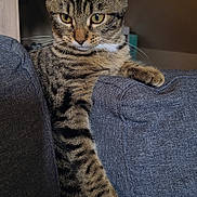 Zaira a rejoint le concours — aidez-le/la à gagner de superbes lots ! animal, cat, couch, domestic_cat, ears, eyes, fur, furniture, gray_couch, home, indoor, mammal, paw, pet, relaxed, resting, sitting, striped, tabby_cat, whiskers