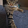 animal, cat, couch, domestic_cat, ears, eyes, fur, furniture, gray_couch, home, indoor, mammal, paw, pet, relaxed, resting, sitting, striped, tabby_cat, whiskers