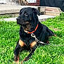 rottweiler, dog, grass, collar, leash, outdoor, pet, canine, black, brown, animal, resting, backyard, concrete, planter, brick_wall, greenery, calm, side_view, domestic