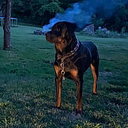 Saint Patrick Reilly is registered to the contest to win money with this photo: dog, rottweiler, grass, outdoor, smoke, tree, collar, chain, evening, animal, pet, nature, yard, field, canine, watchful, standing, quiet, background, forest
