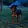 dog, rottweiler, grass, outdoor, smoke, tree, collar, chain, evening, animal, pet, nature, yard, field, canine, watchful, standing, quiet, background, forest