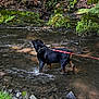dog, black_dog, leash, water, stream, rocks, moss, greenery, forest, outdoor, nature, river, wading, animal, canine, summer, daylight, adventure, wet, scenery