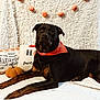 dog, black_dog, bandana, lying_down, autumn, pumpkin, decor, pillows, blanket, cozy, indoors, pet, animal, fur, face, ears, eyes, resting, fall, cute