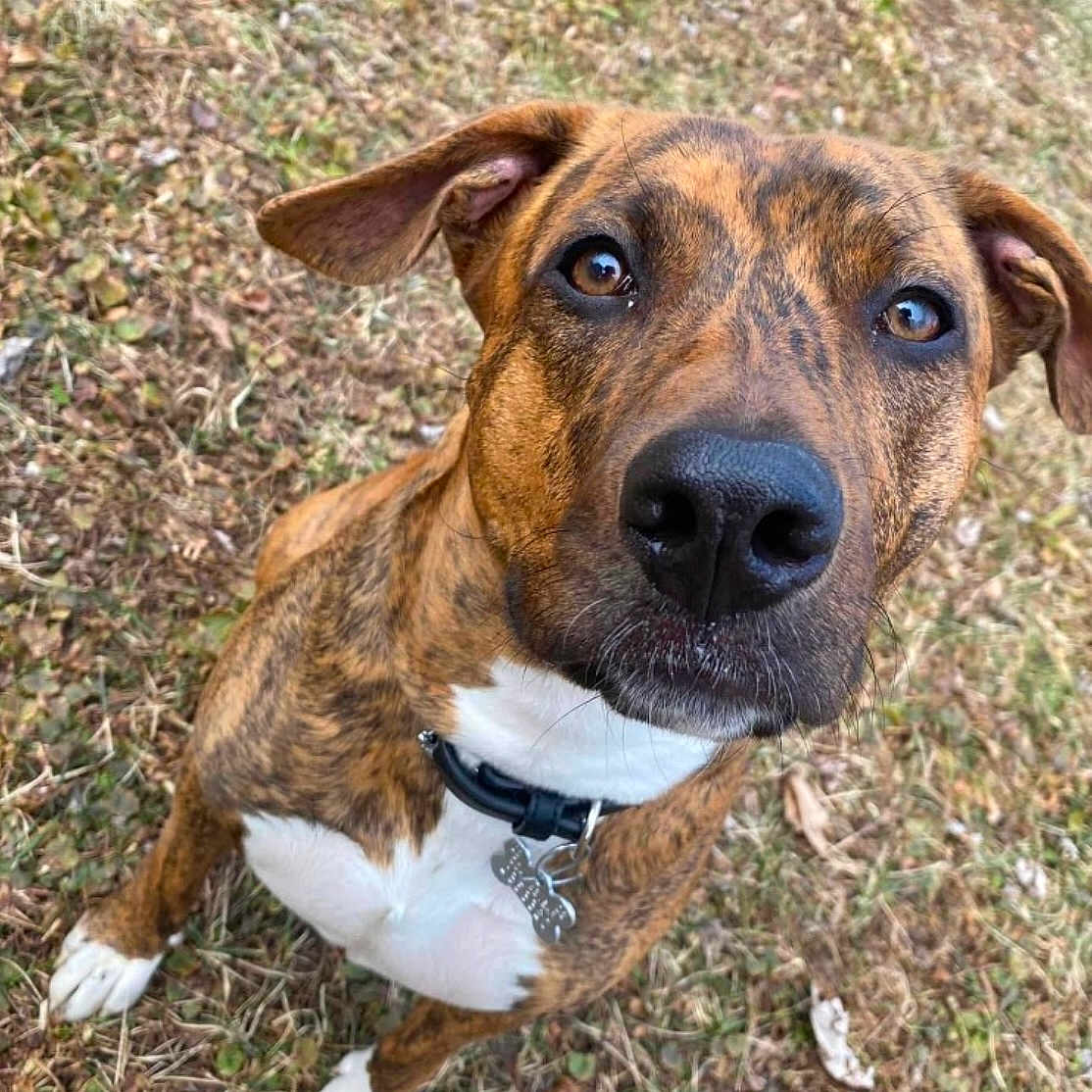 Zoey joined the competition — help win amazing prizes! animal, brindle, brown, canine, collar, curious, dog, ears, friendly, fur, grass, leaves, looking_up, nature, nose, outdoor, pet, sitting, tag, white