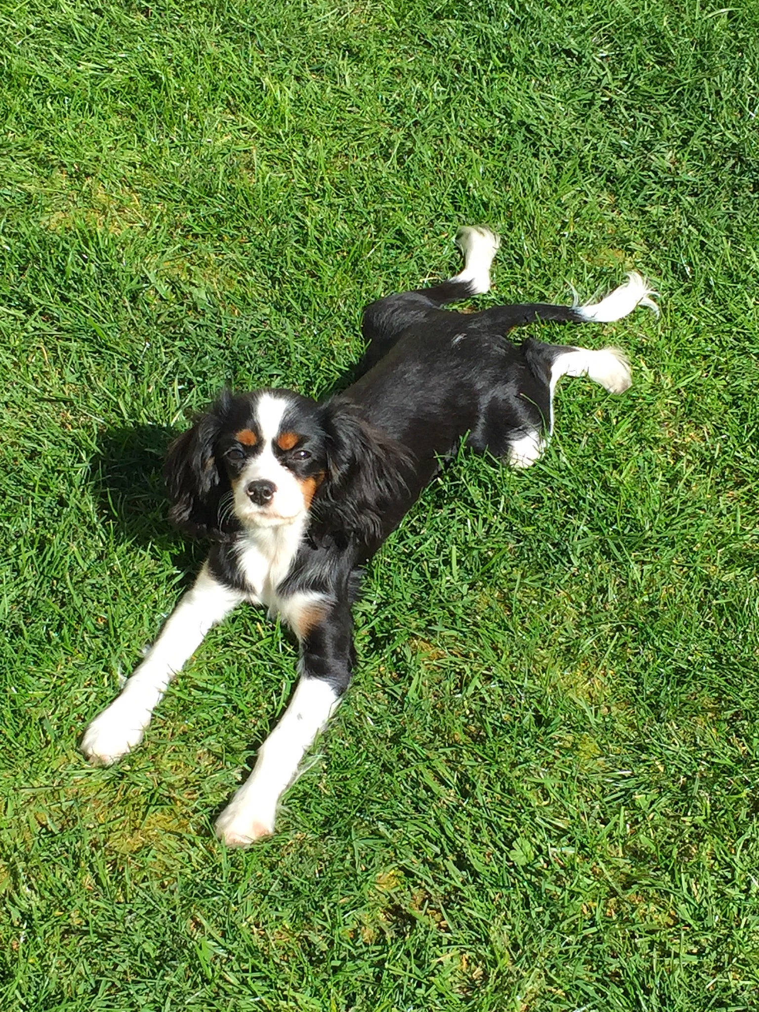 Ruby a rejoint le concours — aidez-le/la à gagner de superbes lots ! canidae, carnivore, cavalier_king_charles_spaniel, companion_dog, dog, dog_breed, french_spaniel, grass, king_charles_spaniel, mammal, plant, rare_breed_dog, spaniel, sporting_group, vertebrate, working_dog