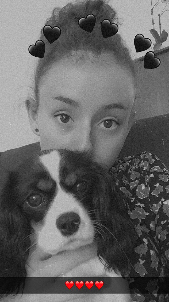 Ruby participe au concours pour gagner de l'argent avec cette photo : canidae, carnivore, cavalier_king_charles_spaniel, companion_dog, dog, dog_breed, drawing, ear, eye, face, fur, head, iris, king_charles_spaniel, nose, organ, phalene, snout, spaniel, whiskers