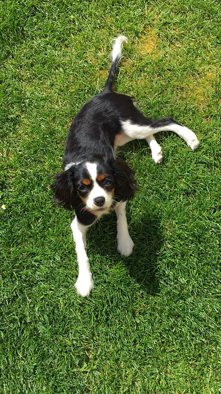 Ruby a rejoint le concours — aidez-le/la à gagner de superbes lots ! beaglier, canidae, carnivore, cavalier_king_charles_spaniel, companion_dog, coonhound, dog, dog_breed, grass, king_charles_spaniel, mammal, puppy, rare_breed_dog, snout, spaniel, sporting_group, tail, treeing_walker_coonhound, vertebrate
