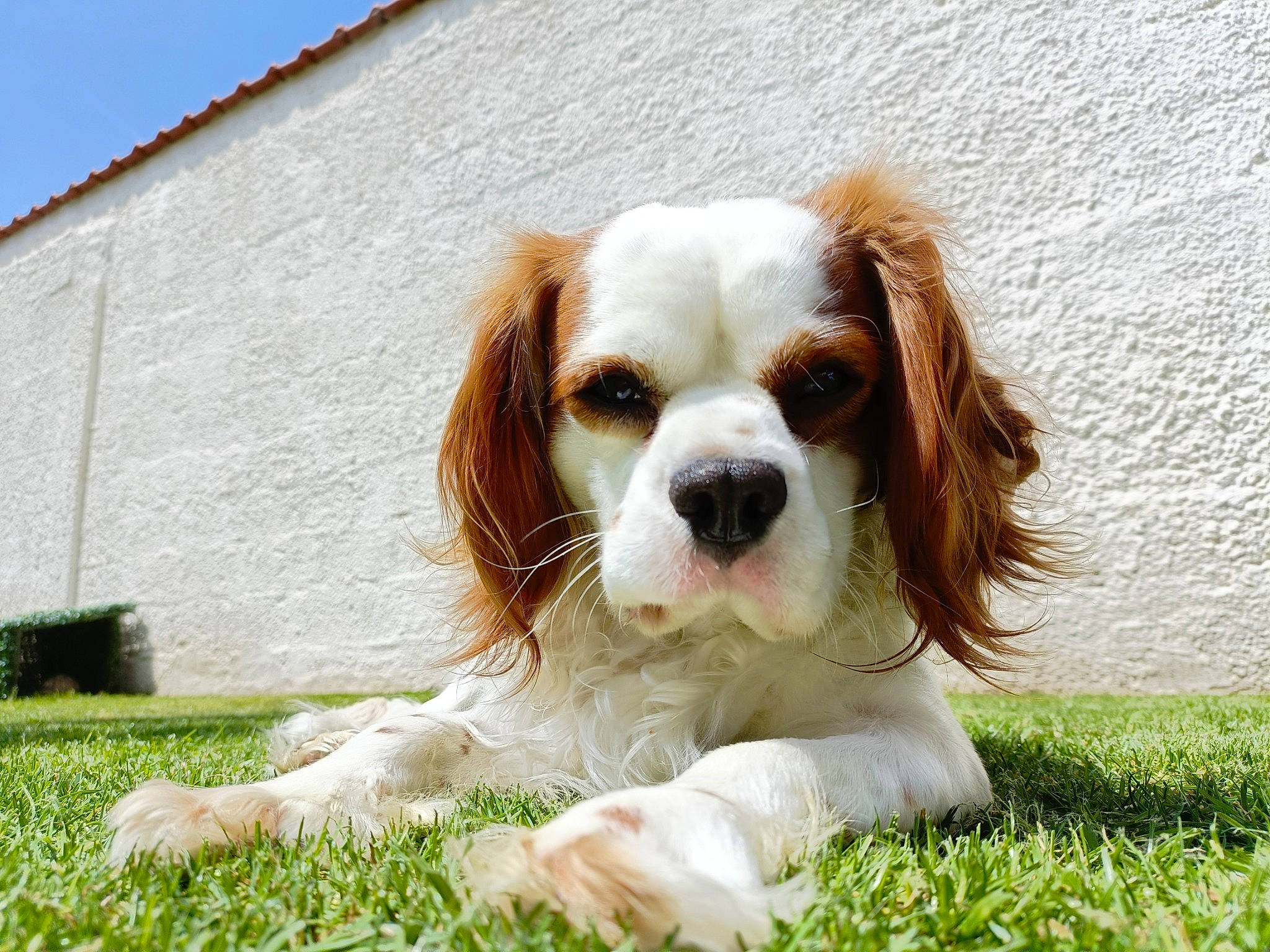 Pirate a rejoint le concours — aidez-le/la à gagner de superbes lots ! biting, canidae, carnivore, cavalier_king_charles_spaniel, companion_dog, dog, dog_breed, dog_supply, door, fawn, fur, grass, gun_dog, liver, plant, snout, spaniel, sporting_group, toy_dog, working_animal