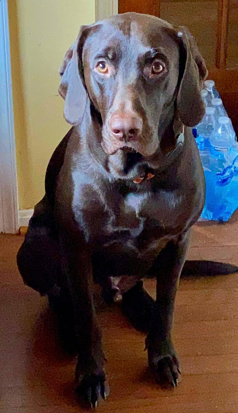 Junior is registered to the contest to win money with this photo: borador, canidae, carnivore, companion_dog, dog, dog_breed, dog_collar, eye, fawn, fur, gun_dog, head, hunting_dog, liver, plastic_bag, snout, sporting_group, terrestrial_animal, whiskers, working_animal