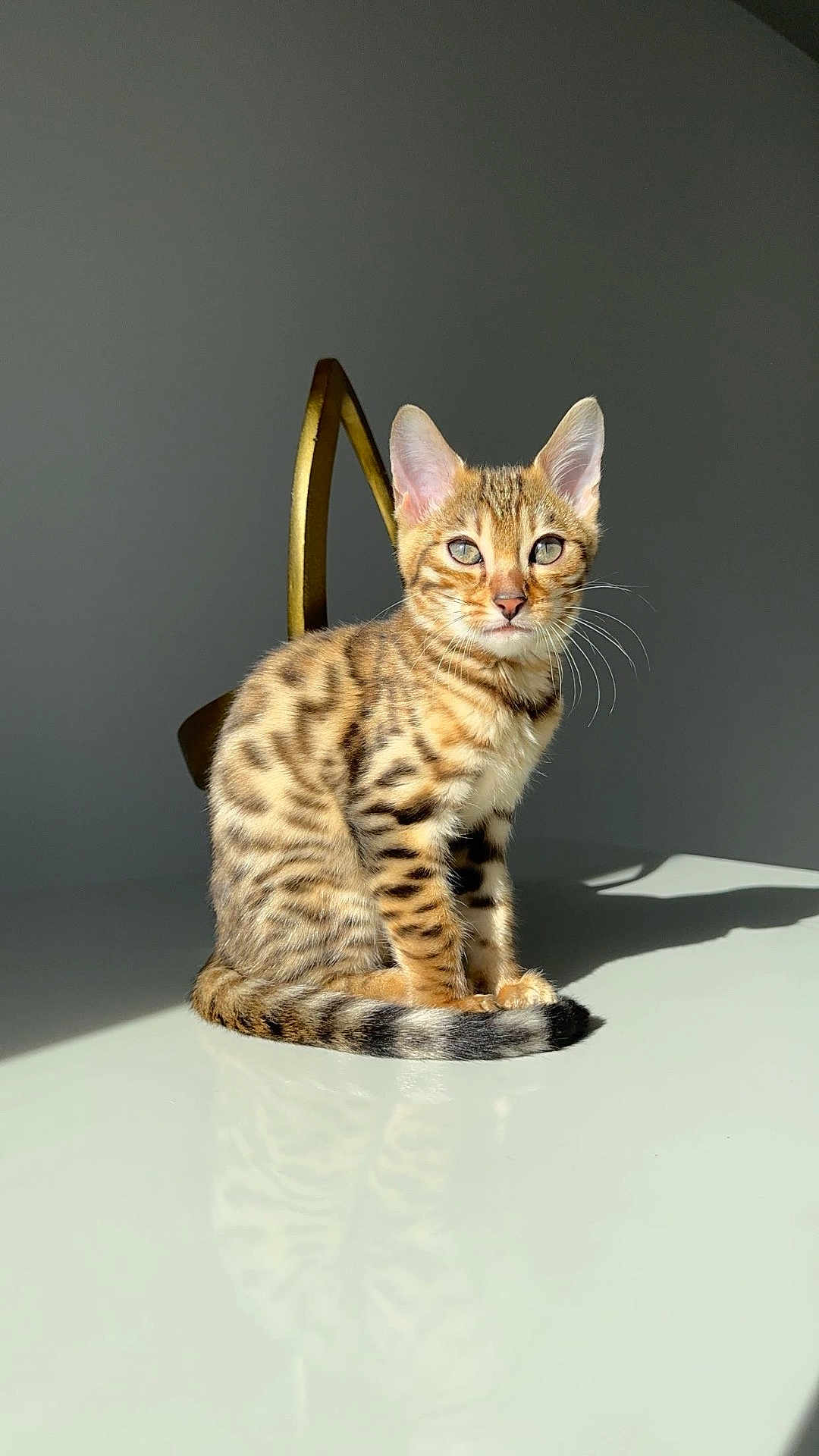 Topiksi a rejoint le concours — aidez-le/la à gagner de superbes lots ! cat, kitten, bengal_cat, striped_fur, whiskers, reflection, glossy_table, sunlight, shadow, indoor, chair, golden_accent, ears, green_eyes, portrait, pet, feline, sitting, calm, studio_lighting