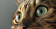 Topiksi participe au concours pour gagner de l'argent avec cette photo : animal, background_blur, calm, cat, close_up, curious, domestic_cat, ear, feline, fur, green_eyes, macro, muzzle, nose, pet, portrait, soft_light, striped, tabby, whiskers