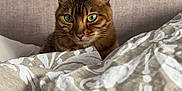 Topiksi a rejoint le concours — aidez-le/la à gagner de superbes lots ! cat, tabby, feline, pet, bed, bedding, duvet, blanket, green_eyes, whiskers, ears, fur, headboard, indoor, cozy, portrait, close_up, looking_at_camera, resting, patterned_bedding