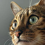 Topiksi participe au concours pour gagner de l'argent avec cette photo : cat, tabby, close_up, whiskers, green_eyes, portrait, feline, nose, fur, ear, pet, macro, domestic_cat, striped, curious, muzzle, soft_light, background_blur, calm, animal