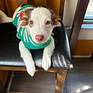 Jax joined the competition — help win amazing prizes! animal, black_seat, brown_ears, chair, close_up, cute, dog, green_scarf, indoors, looking_at_camera, pet, playful, portrait, puppy, scarf, sitting, sunlight, white_fur, window, wood