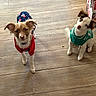 adorable, animal, canine, clothing, costume, cute, dogs, green_sweater, home, indoor, looking_at_camera, pet, portrait, puppies, red_outfit, sitting, standing, sweater, two_dogs, wooden_floor