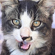 Pablo participe au concours pour gagner de l'argent avec cette photo : cat, close_up, eyes, whiskers, mouth_open, fur, pet, animal, tabby, face, nose, ears, tongue, teeth, indoor, expression, cute, feline, portrait, young_cat