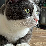 Tetsy participe au concours pour gagner de l'argent avec cette photo : cat, gray_and_white, close_up, paws, green_eyes, whiskers, fur, pet, domestic_animal, indoor, wooden_surface, curious, resting, mammal, animal, portrait, feline, looking_away, soft_fur, calm