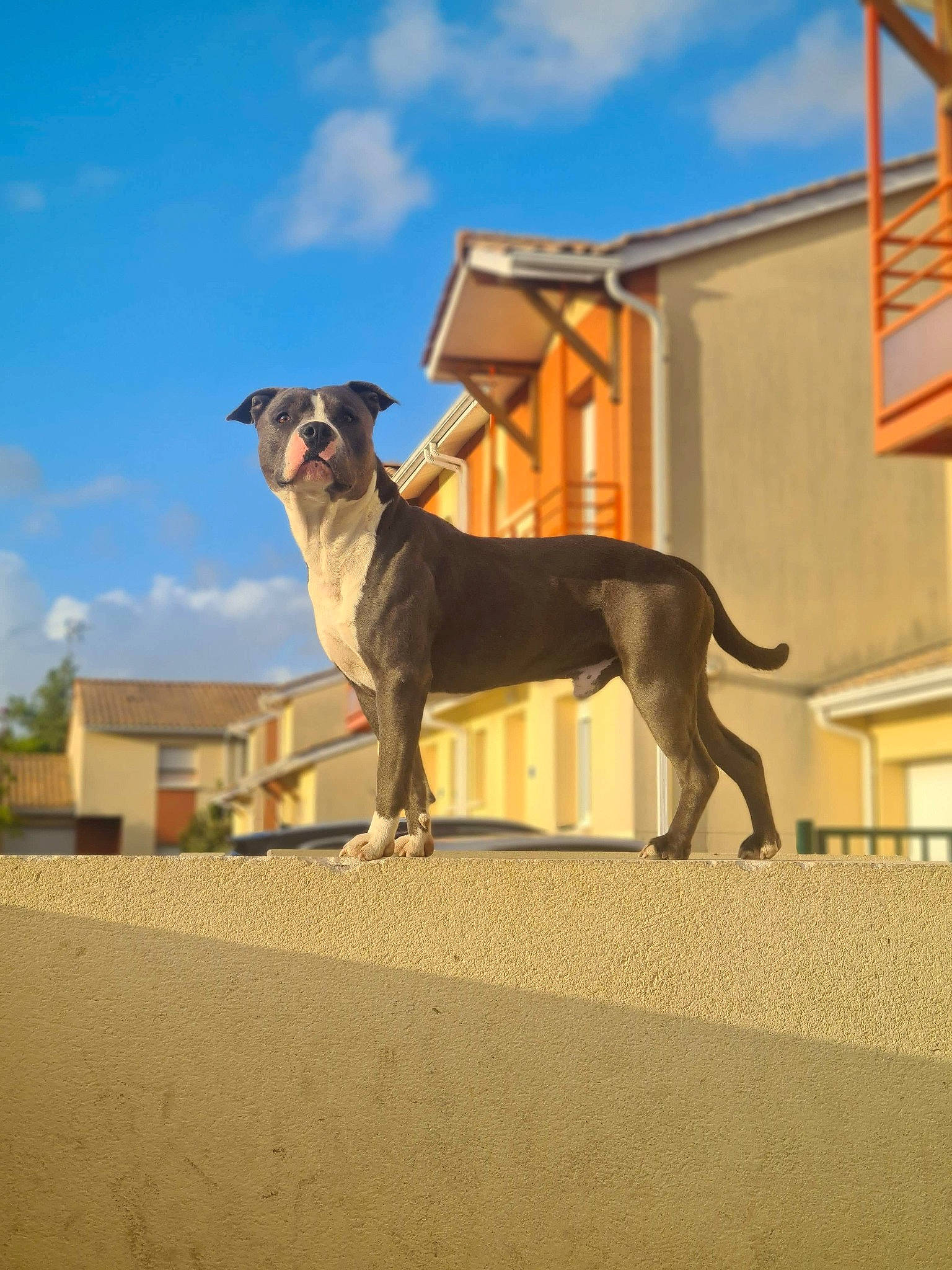 Goku participe au concours pour gagner de l'argent avec cette photo : building, canidae, carnivore, cloud, collar, companion_dog, dog, dog_breed, dog_collar, dog_supply, fawn, magyar_agar, pet_supply, rampur_greyhound, sighthound, sky, snout, sporting_group, tail, working_animal