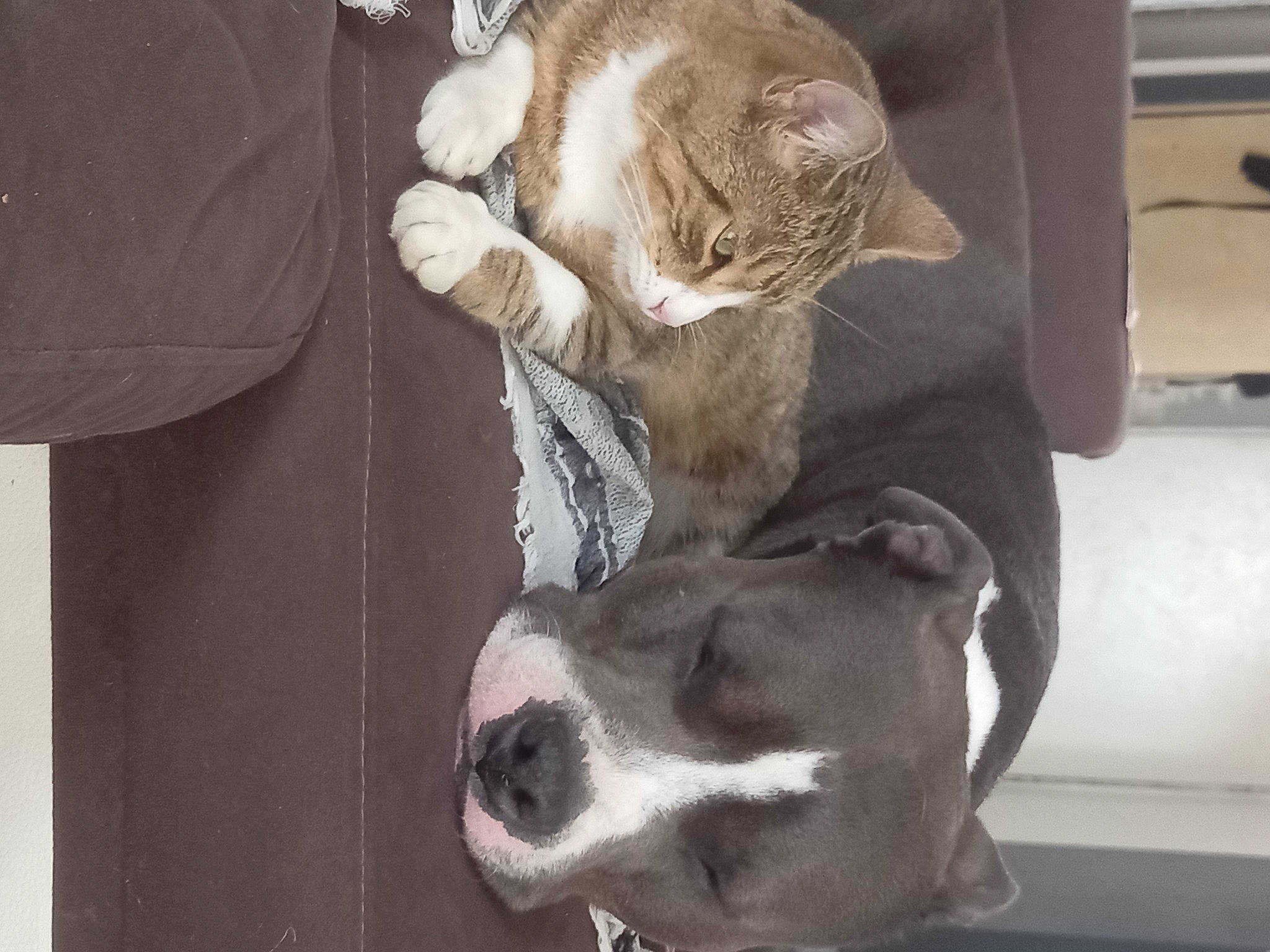 Goku participe au concours pour gagner de l'argent avec cette photo : canidae, carnivore, cat, collar, comfort, dairy_cow, dog_breed, domestic_short_haired_cat, eye, fawn, felidae, fur, grey, small_to_medium_sized_cats, snout, sporting_group, tail, whiskers, white, working_animal