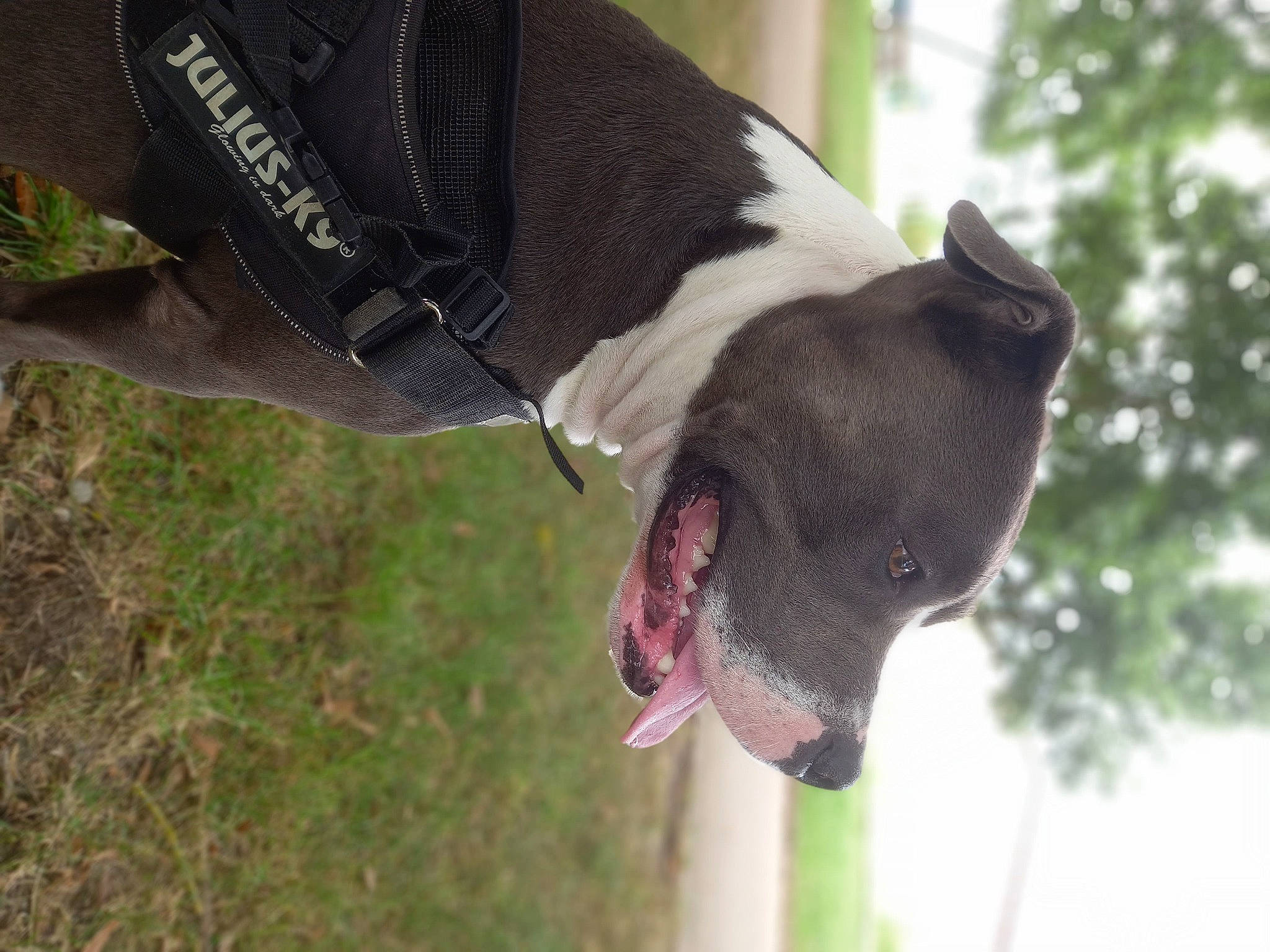 Goku a rejoint le concours — aidez-le/la à gagner de superbes lots ! canidae, carnivore, collar, companion_dog, dog, dog_breed, dog_collar, fashion_accessory, fawn, grass, leash, pet_supply, plant, snout, sporting_group, tail, terrestrial_animal, whiskers, wildlife, working_animal