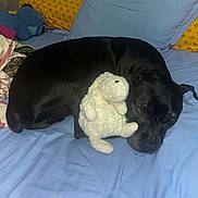 Zoro participe au concours pour gagner de l'argent avec cette photo : dog, black_dog, stuffed_animal, sheep_toy, bed, pillow, blue_bedspread, yellow_pillow, plush_toy, resting, sleepy, indoor, cozy, pet, animal, cute, soft_toy, relaxing, comfort, home