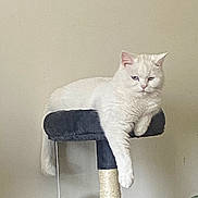 Jules is registered to the contest to win money with this photo: cat, white_cat, cat_tree, toy_mouse, indoor, pet, feline, relaxed, paw, dangling, gray, wall, plant, houseplant, fur, sleepy, resting, animal, cute, domestic