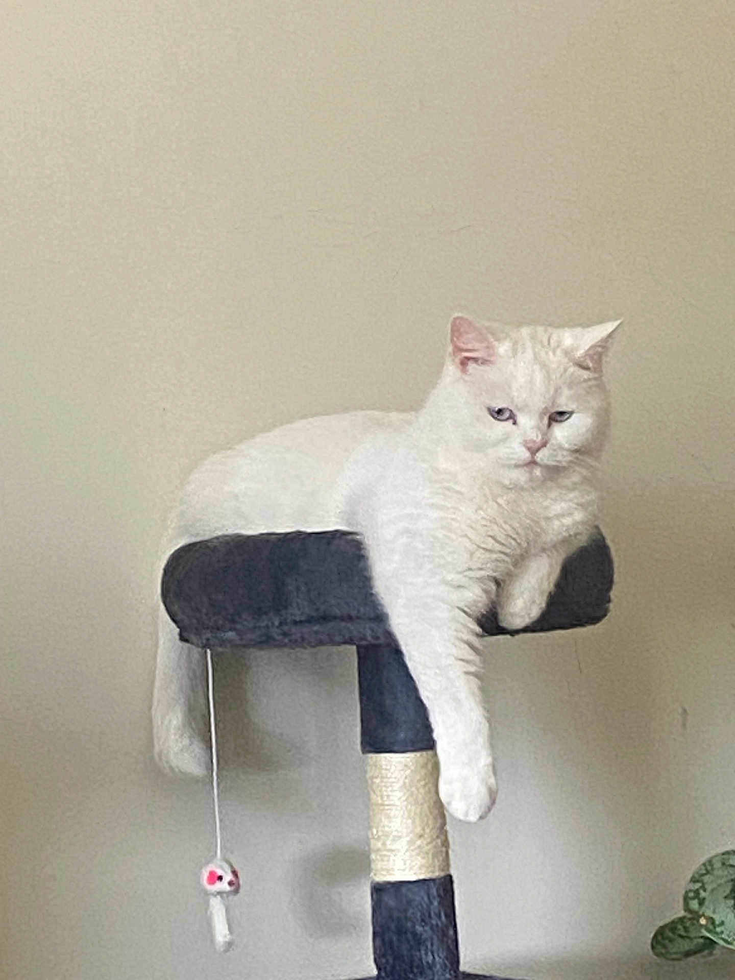 Jules is registered to the contest to win money with this photo: cat, white_cat, cat_tree, toy_mouse, indoor, pet, feline, relaxed, paw, dangling, gray, wall, plant, houseplant, fur, sleepy, resting, animal, cute, domestic
