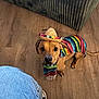dog, puppy, brown_dog, sombrero, serape, costume, pet, looking_up, big_eyes, wood_floor, couch, jeans, shoe, indoor, portrait, cute, small_hat, tail, paw, festive