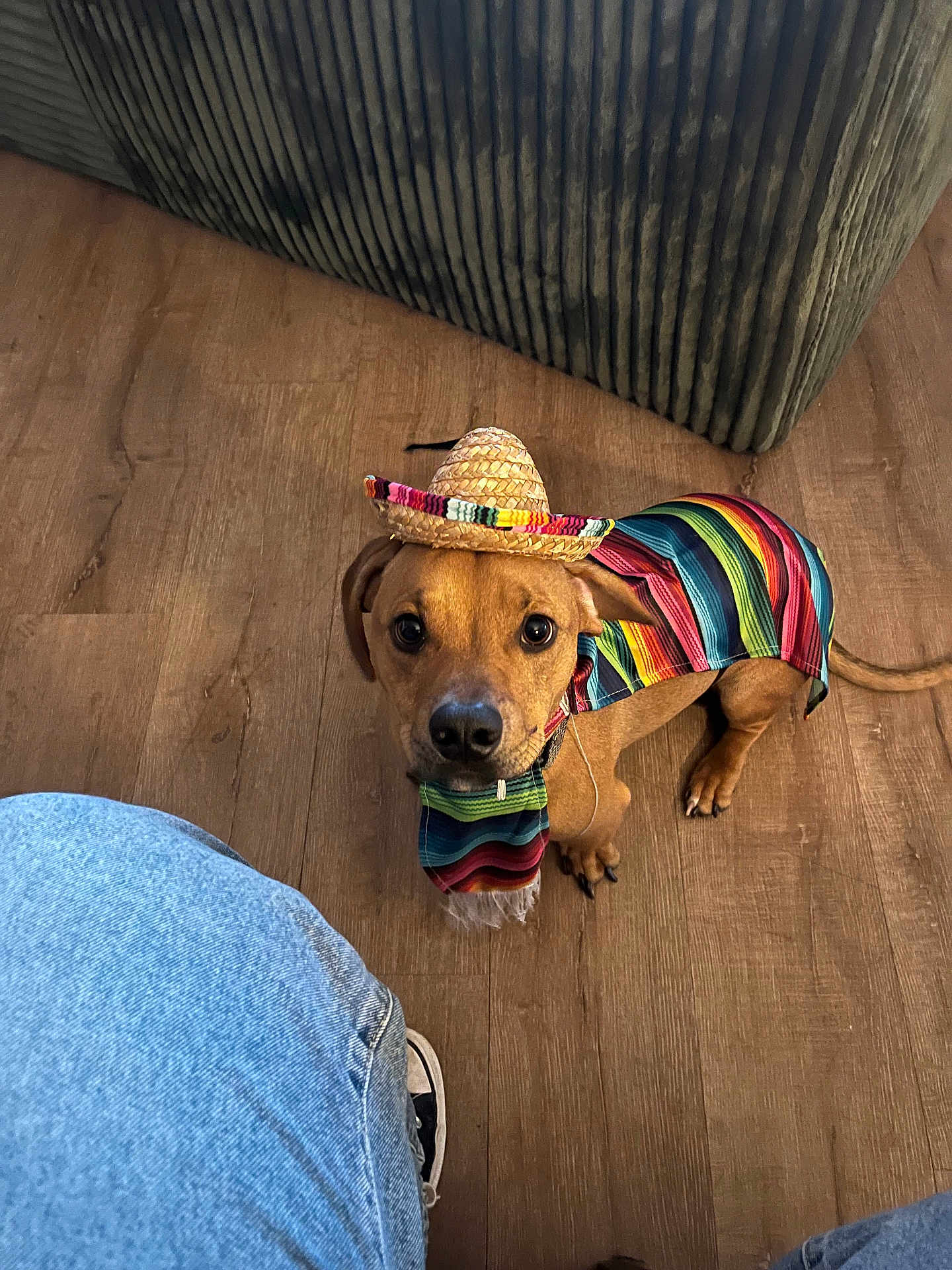 Billy joined the competition — help win amazing prizes! dog, puppy, brown_dog, sombrero, serape, costume, pet, looking_up, big_eyes, wood_floor, couch, jeans, shoe, indoor, portrait, cute, small_hat, tail, paw, festive