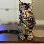 Chance is registered to the contest to win money with this photo: cat, tabby, pet, animal, indoor, curious, collar, bell, feline, whiskers, paw, ears, focused, wooden_surface, blurred_background, cute, domestic_cat, mammal, sitting, adorable