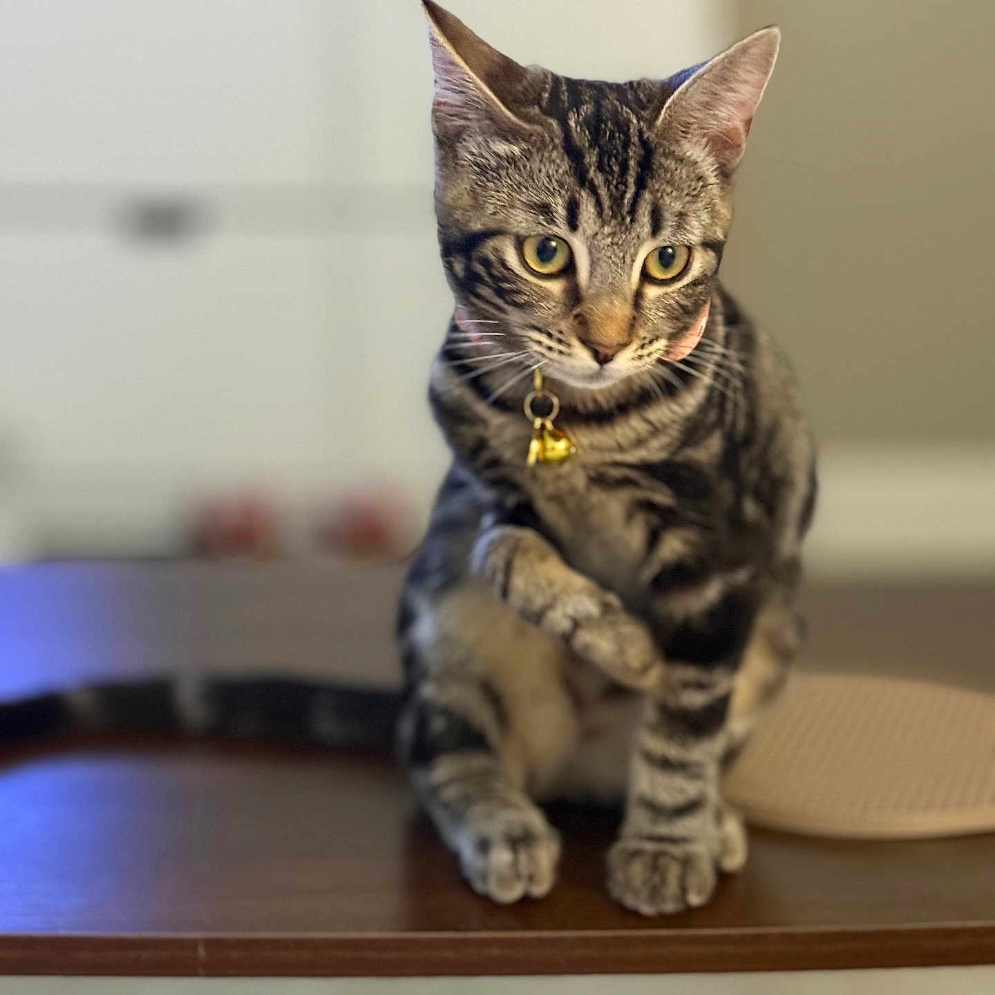 Chance is registered to the contest to win money with this photo: cat, tabby, pet, animal, indoor, curious, collar, bell, feline, whiskers, paw, ears, focused, wooden_surface, blurred_background, cute, domestic_cat, mammal, sitting, adorable
