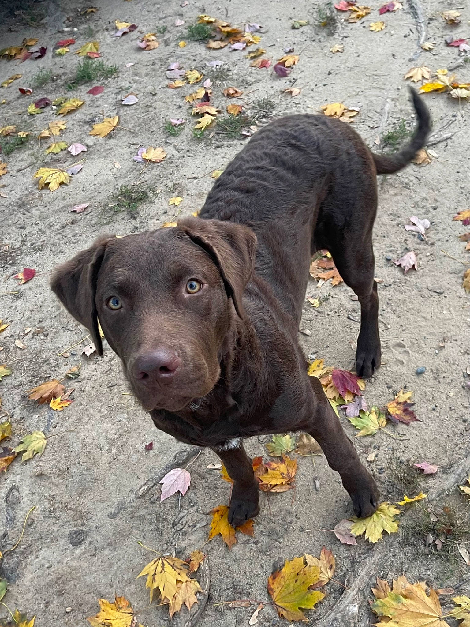 River is registered to the contest to win money with this photo: asphalt, borador, carnivore, collar, companion_dog, dog, dog_breed, dog_collar, eye, gun_dog, leash, liver, retriever, road_surface, sporting_group, street_dog, tail, tar, terrestrial_animal, working_animal