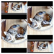 Kion participe au concours pour gagner de l'argent avec cette photo : kitten, cat, toy, wooden_surface, circular_enclosure, tabby, pet, cute, animal, indoor, floor, paw, curled_up, striped_toy, small, relaxed, domestic_cat, feline, playful, collage