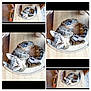 kitten, cat, toy, wooden_surface, circular_enclosure, tabby, pet, cute, animal, indoor, floor, paw, curled_up, striped_toy, small, relaxed, domestic_cat, feline, playful, collage