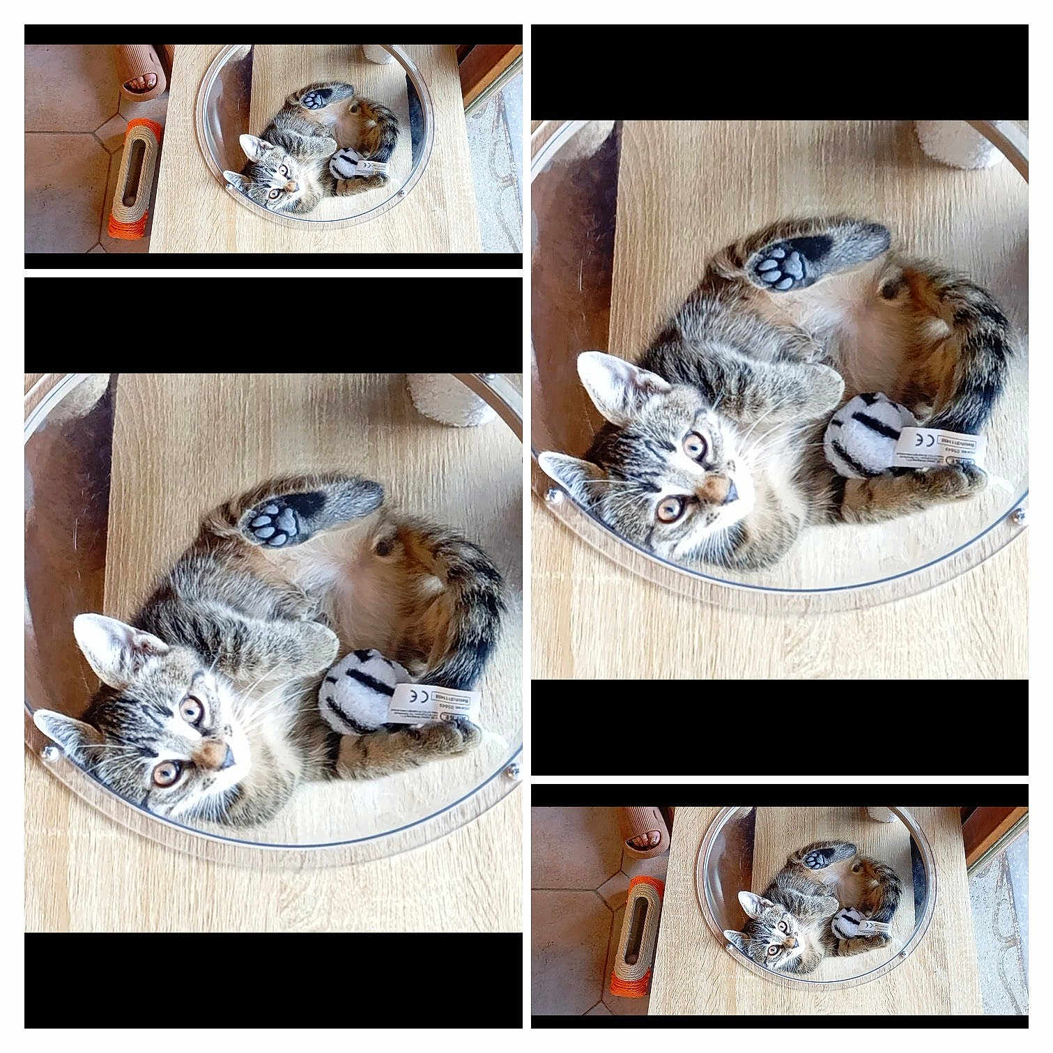 Kion participe au concours pour gagner de l'argent avec cette photo : kitten, cat, toy, wooden_surface, circular_enclosure, tabby, pet, cute, animal, indoor, floor, paw, curled_up, striped_toy, small, relaxed, domestic_cat, feline, playful, collage