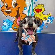 Muffin joined the competition — help win amazing prizes! dog, small_dog, bow_tie, smiling, happy, pet, animal, cartoon_background, blue_surface, playful, cute, tongue_out, groomed, indoor, colorful, fur, leash, expression, portrait, close_up