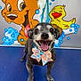 dog, small_dog, bow_tie, smiling, happy, pet, animal, cartoon_background, blue_surface, playful, cute, tongue_out, groomed, indoor, colorful, fur, leash, expression, portrait, close_up