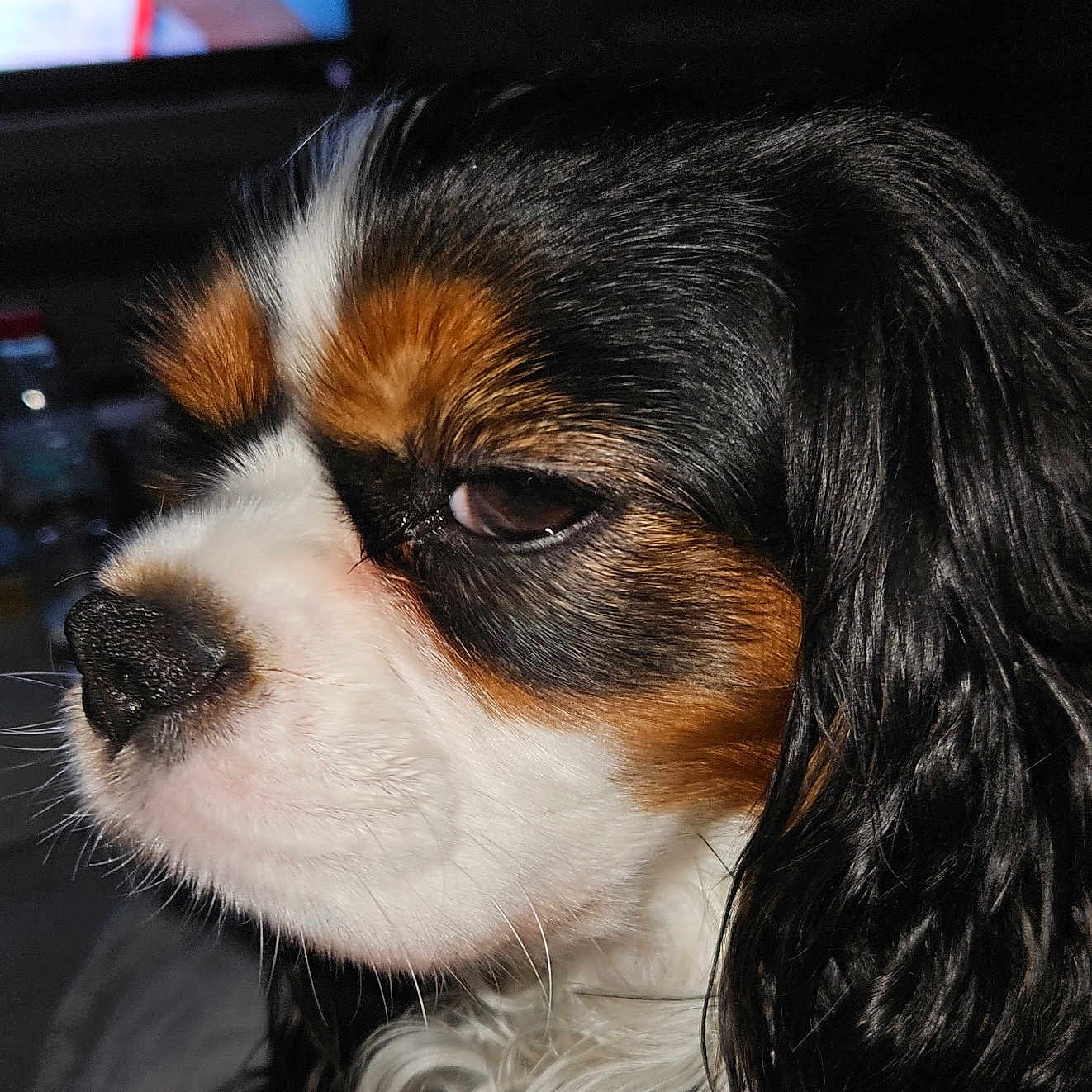 Vanda a rejoint le concours — aidez-le/la à gagner de superbes lots ! animal, black, brown, canine, cavalier_king_charles_spaniel, close_up, companion, cute, dog, domestic, face, fur, indoors, long_ears, pet, portrait, tricolor, wavy_hair, whiskers, white