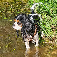Vanda a rejoint le concours — aidez-le/la à gagner de superbes lots ! animal, canine, dog, fur, grass, greenery, looking_away, nature, outdoor, pond, reflection, shallow_water, side_view, small_dog, standing, summer, sunlight, water, wet, wet_fur