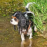 animal, canine, dog, fur, grass, greenery, looking_away, nature, outdoor, pond, reflection, shallow_water, side_view, small_dog, standing, summer, sunlight, water, wet, wet_fur