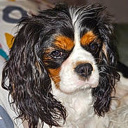 Vanda participe au concours pour gagner de l'argent avec cette photo : animal, black, blanket, brown, calm, cavalier_king_charles_spaniel, close_up, cute, dog, ears, eyes, face, fur, indoor, nose, pattern, pet, portrait, resting, white