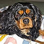 dog, cavalier_king_charles_spaniel, pet, animal, fur, black_and_tan, long_hair, curly_hair, face, nose, eyes, lying_down, blanket, pattern, indoor, close_up, portrait, cute, sleepy, companion