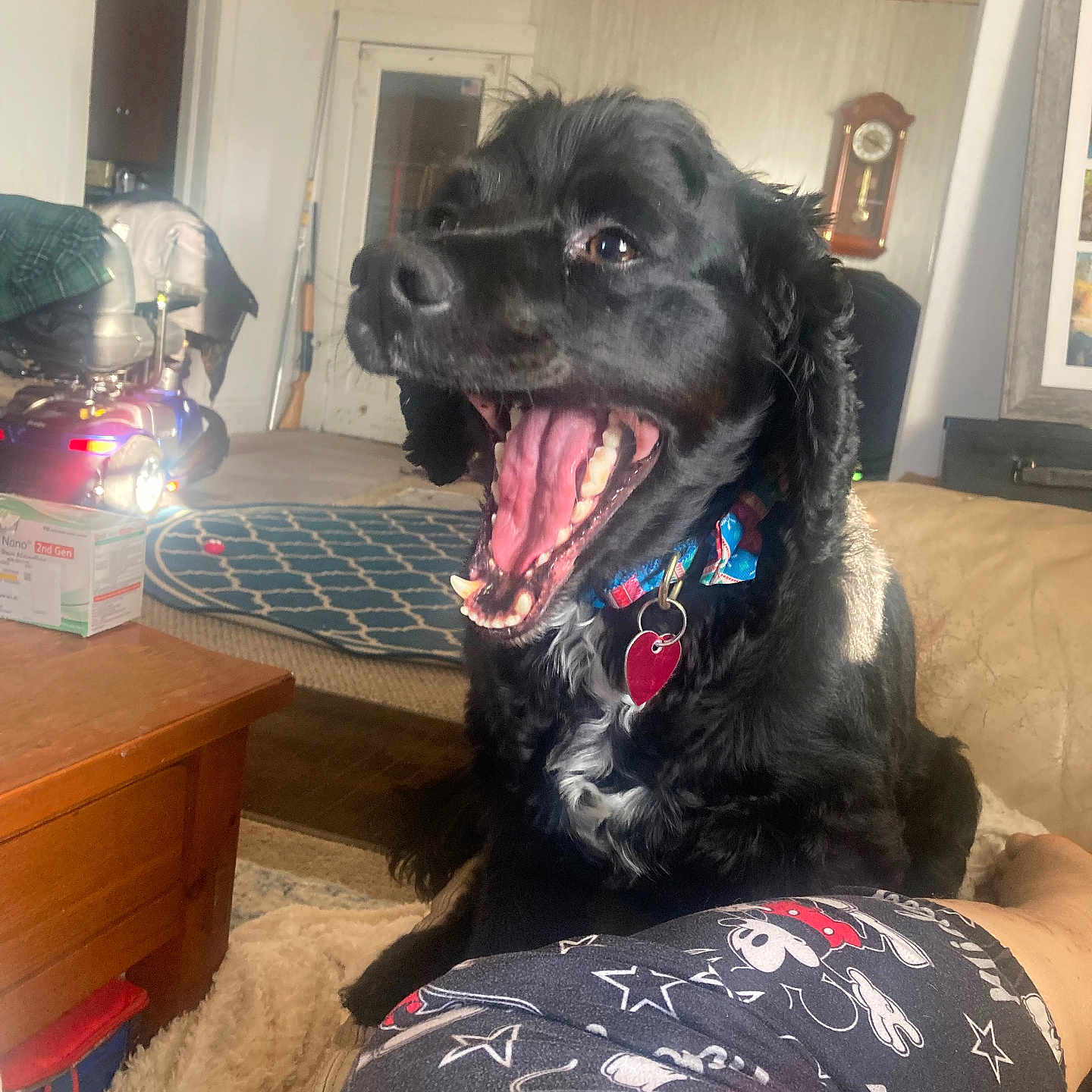 Sammy