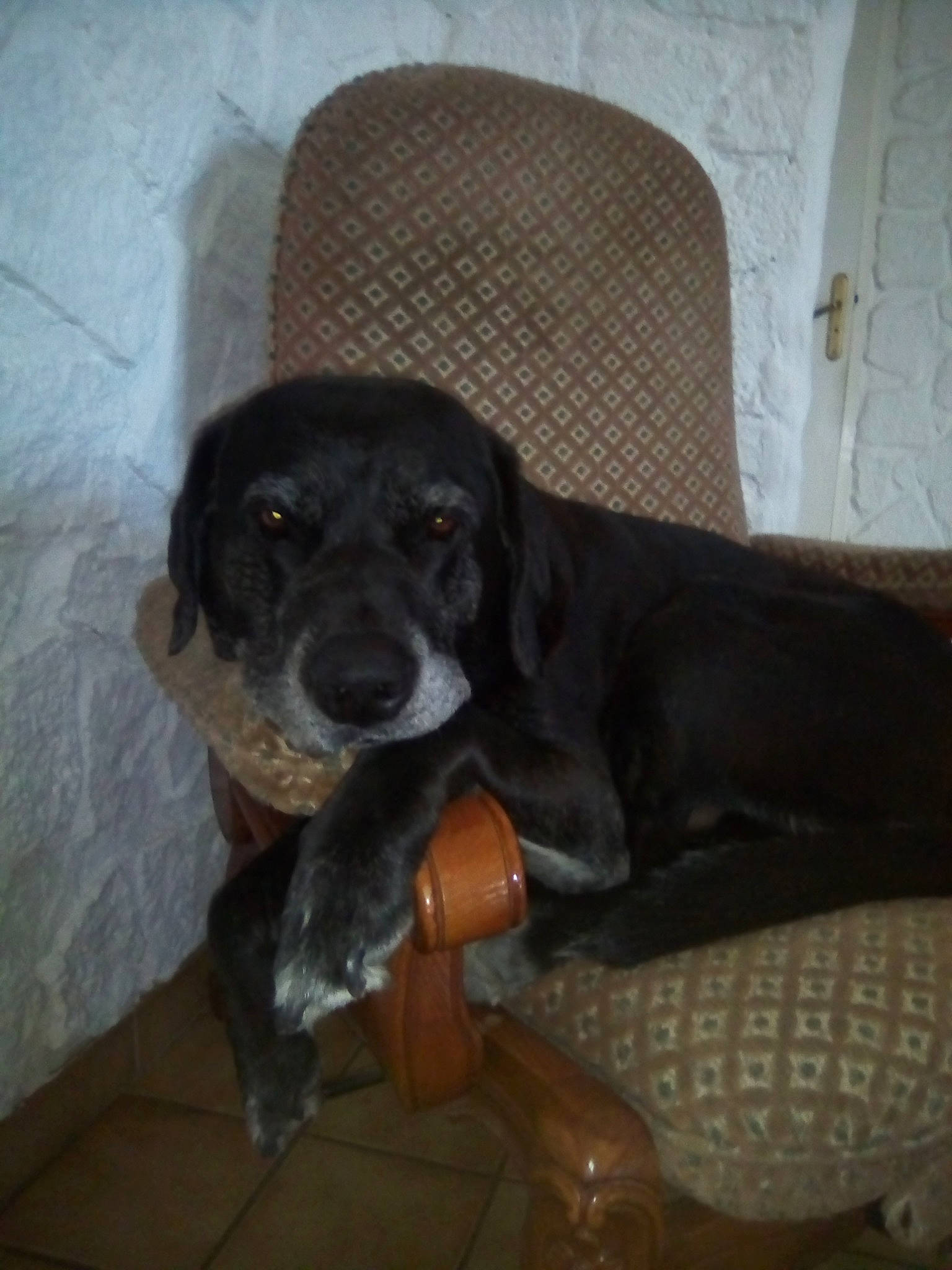 Toupac participe au concours pour gagner de l'argent avec cette photo : beagador, canidae, carnivore, dog, dog_breed, fawn, hunting_dog, labrador_retriever, pointer, snout, sporting_group