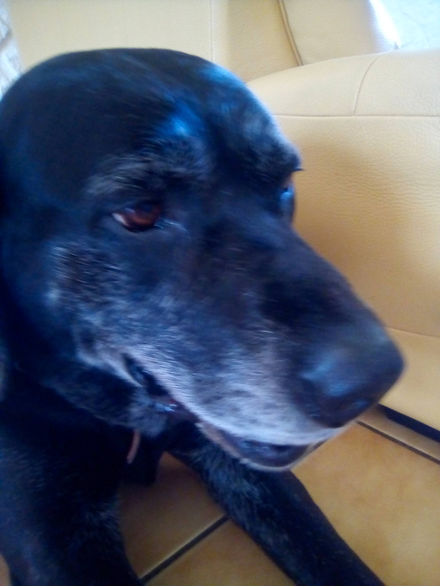 Toupac participe au concours pour gagner de l'argent avec cette photo : beagador, black, borador, canidae, carnivore, dog, dog_breed, flat_coated_retriever, labrador_retriever, nose, patterdale_terrier, puppy, retriever, snout, sporting_group