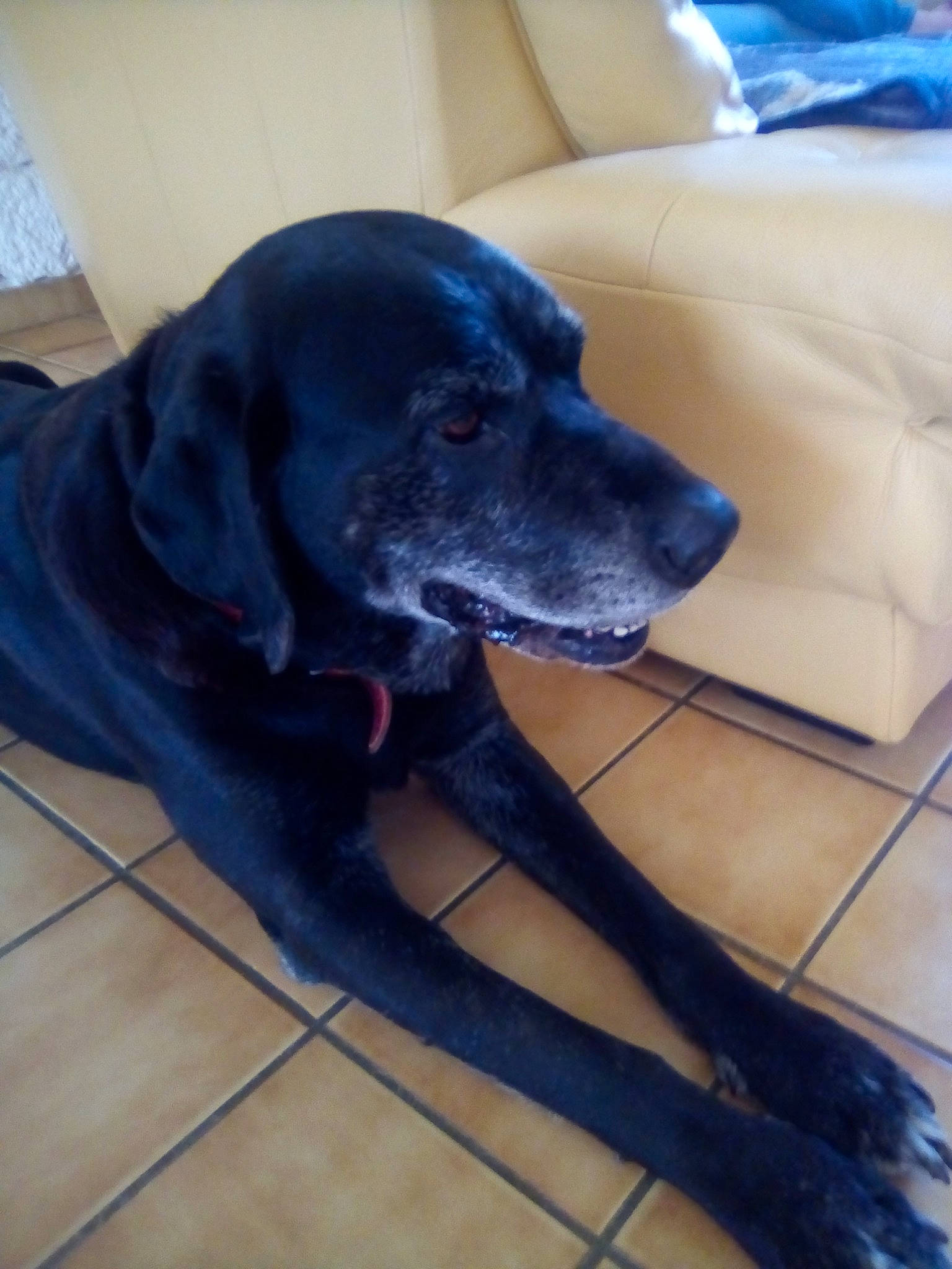 Toupac participe au concours pour gagner de l'argent avec cette photo : beagador, borador, cane_corso, canidae, carnivore, companion_dog, dog, dog_breed, guard_dog, labrador_retriever, patterdale_terrier, retriever, snout, sporting_group, tail