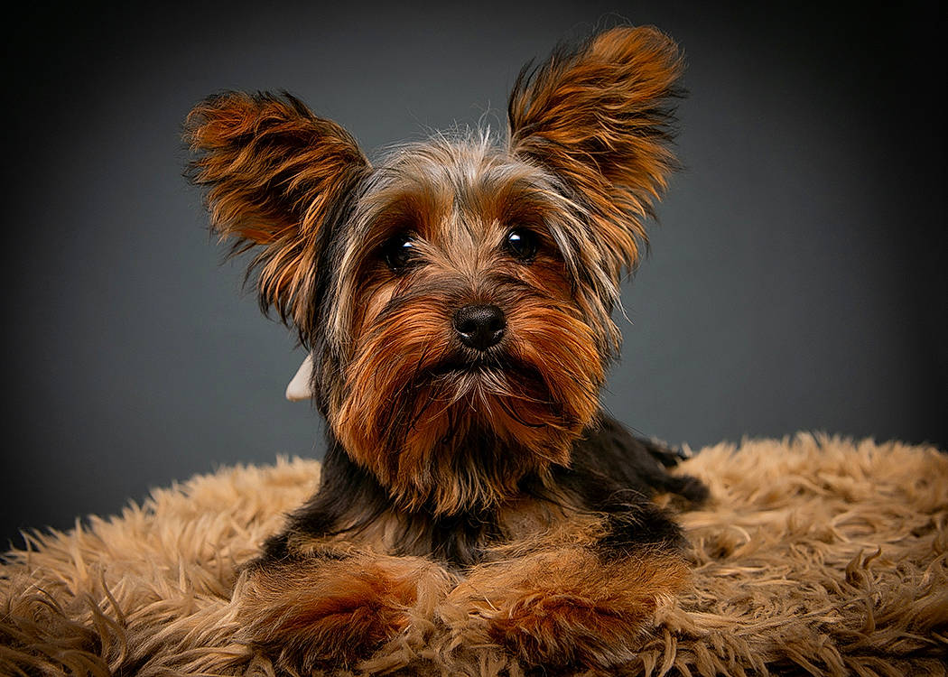 Gigi joined the competition — help win amazing prizes! biewer_terrier, canidae, carnivore, close_up, companion_dog, dog, dog_breed, dog_supply, fawn, fur, liver, small_terrier, snout, sporting_group, terrier, toy_dog, water_dog, wood, working_animal